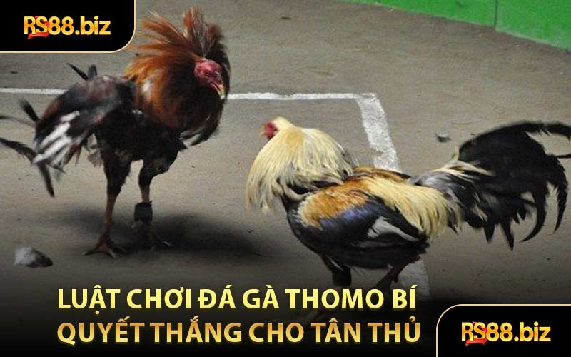 Đá Gà Thomo - Sảnh Cược Nổi Tiếng Thu Hút Mọi Bet Thủ