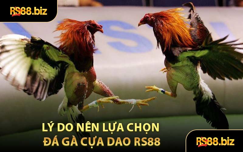 Đá Gà Cựa Dao - Tham Gia Soi Chân Chiến Kê Đỉnh Cao Nhất