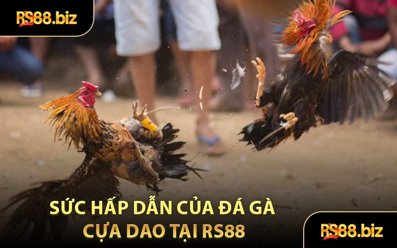 Đá Gà Cựa Dao - Tham Gia Soi Chân Chiến Kê Đỉnh Cao Nhất