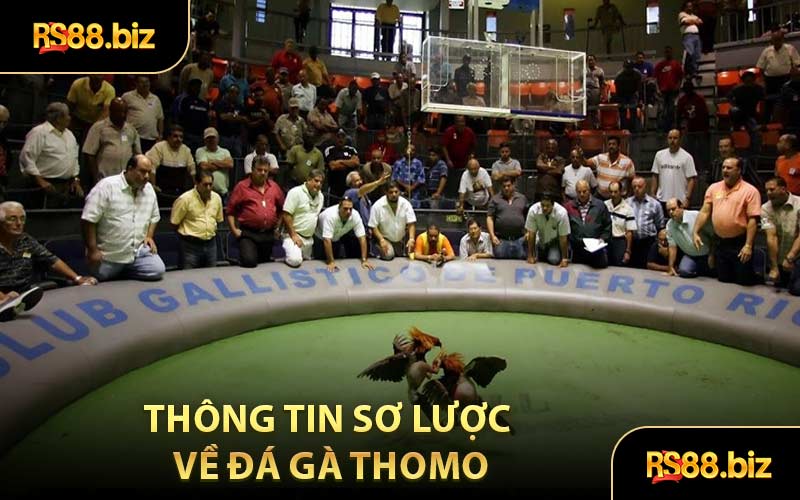 Đá Gà Thomo - Sảnh Cược Nổi Tiếng Thu Hút Mọi Bet Thủ